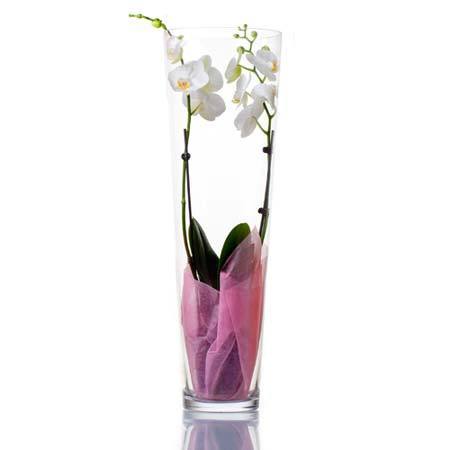 Vase et orchidée blanche