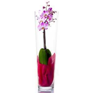 Vase et orchidée rose