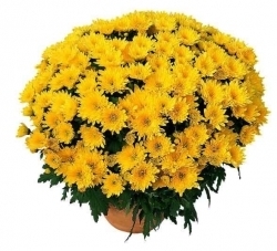 Chrysanthème multifleurs jaune