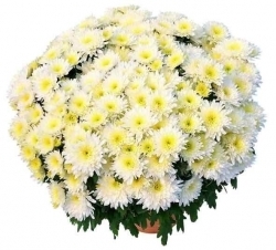 Chrysanthème multifleurs blancs