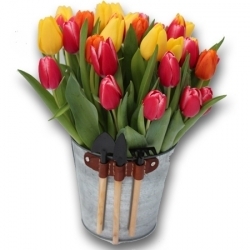 seau de tulipes