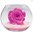 Véritable Rose éternelle(stabilisée) rose fuchsia dans son vase