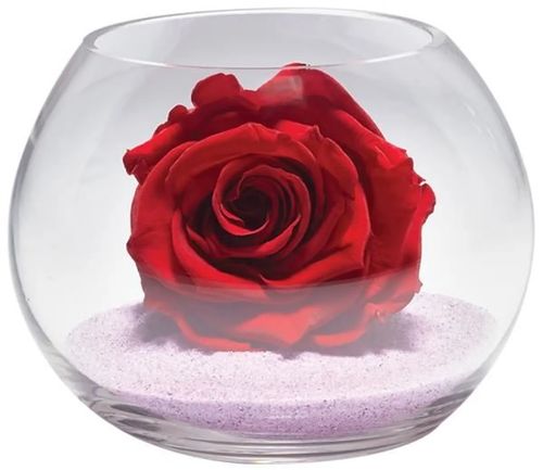 Véritable Rose éternelle (stabilisée) rouge dans son vase