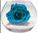 Véritable Rose éternelle(stabilisée) turquoise dans son vase